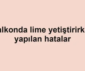 Balkonda lime yetiştirirken yapılan hatalar