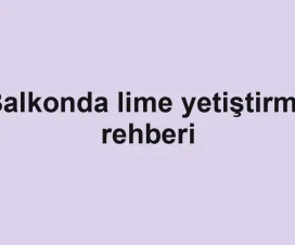 Balkonda lime yetiştirme rehberi