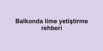 Balkonda lime yetiştirme rehberi