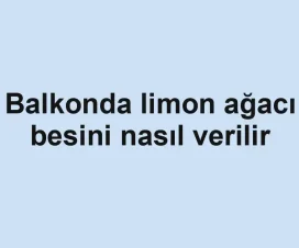 Balkonda limon ağacı besini nasıl verilir