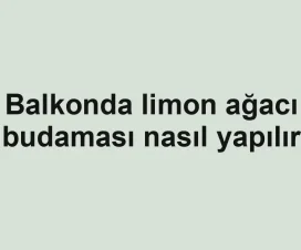 Balkonda limon ağacı budaması nasıl yapılır