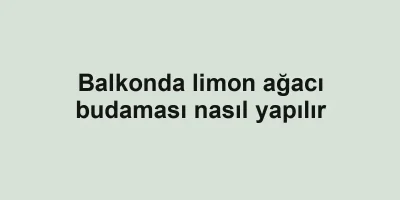 Balkonda limon ağacı budaması nasıl yapılır