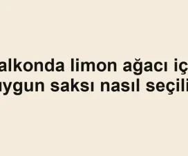 Balkonda limon ağacı için uygun saksı nasıl seçilir