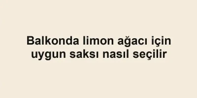 Balkonda limon ağacı için uygun saksı nasıl seçilir