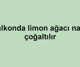 Balkonda limon ağacı nasıl çoğaltılır