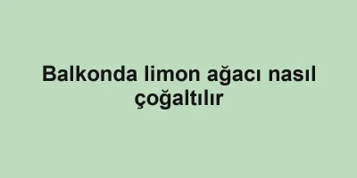 Balkonda limon ağacı nasıl çoğaltılır