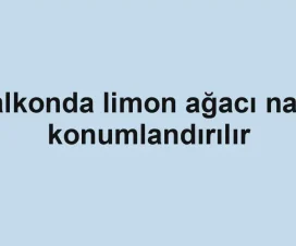 Balkonda limon ağacı nasıl konumlandırılır