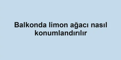 Balkonda limon ağacı nasıl konumlandırılır