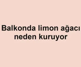Balkonda limon ağacı neden kuruyor