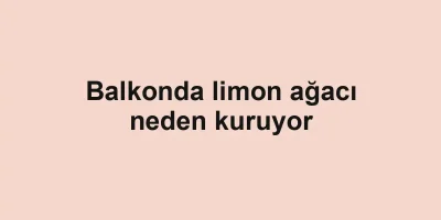 Balkonda limon ağacı neden kuruyor