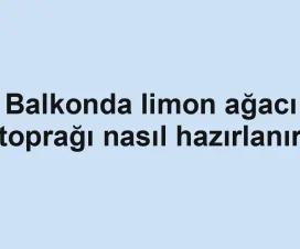 Balkonda limon ağacı toprağı nasıl hazırlanır