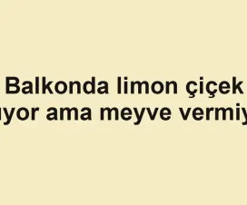 Balkonda limon çiçek açıyor ama meyve vermiyor