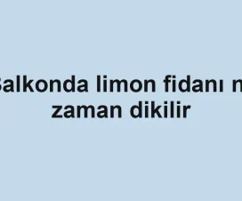 Balkonda limon fidanı ne zaman dikilir