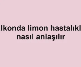 Balkonda limon hastalıkları nasıl anlaşılır