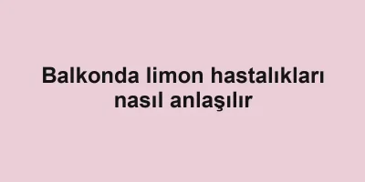 Balkonda limon hastalıkları nasıl anlaşılır