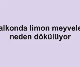 Balkonda limon meyveleri neden dökülüyor