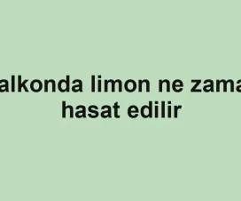 Balkonda limon ne zaman hasat edilir