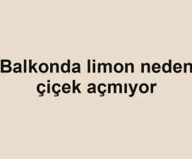 Balkonda limon neden çiçek açmıyor