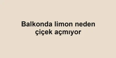 Balkonda limon neden çiçek açmıyor