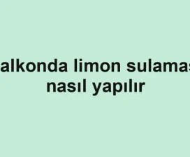 Balkonda limon sulaması nasıl yapılır