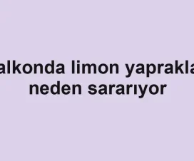 Balkonda limon yaprakları neden sararıyor