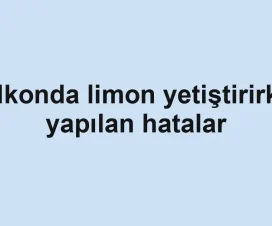 Balkonda limon yetiştirirken yapılan hatalar