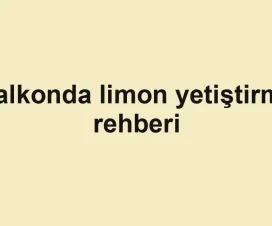 Balkonda limon yetiştirme rehberi