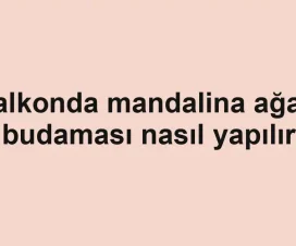 Balkonda mandalina ağacı budaması nasıl yapılır