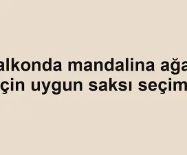 Balkonda mandalina ağacı için uygun saksı seçimi