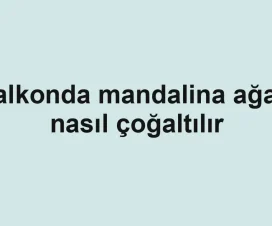 Balkonda mandalina ağacı nasıl çoğaltılır