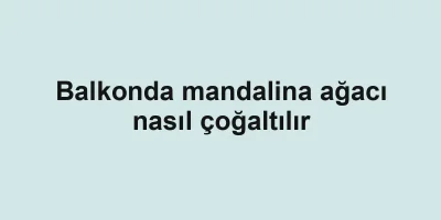 Balkonda mandalina ağacı nasıl çoğaltılır