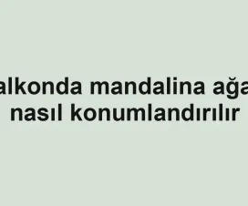 Balkonda mandalina ağacı nasıl konumlandırılır