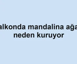 Balkonda mandalina ağacı neden kuruyor