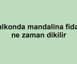 Balkonda mandalina fidanı ne zaman dikilir