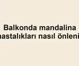 Balkonda mandalina hastalıkları nasıl önlenir