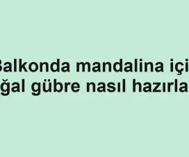 Balkonda mandalina için doğal gübre nasıl hazırlanır