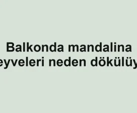 Balkonda mandalina meyveleri neden dökülüyor