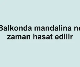Balkonda mandalina ne zaman hasat edilir