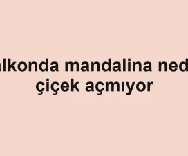 Balkonda mandalina neden çiçek açmıyor