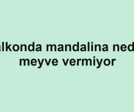 Balkonda mandalina neden meyve vermiyor