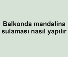 Balkonda mandalina sulaması nasıl yapılır