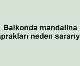 Balkonda mandalina yaprakları neden sararıyor