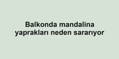 Balkonda mandalina yaprakları neden sararıyor