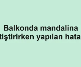 Balkonda mandalina yetiştirirken yapılan hatalar