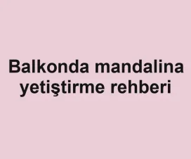 Balkonda mandalina yetiştirme rehberi