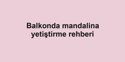 Balkonda mandalina yetiştirme rehberi