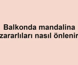 Balkonda mandalina zararlıları nasıl önlenir