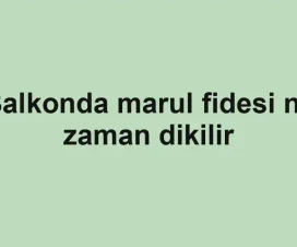 Balkonda marul fidesi ne zaman dikilir
