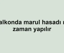 Balkonda marul hasadı ne zaman yapılır