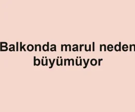 Balkonda marul neden büyümüyor